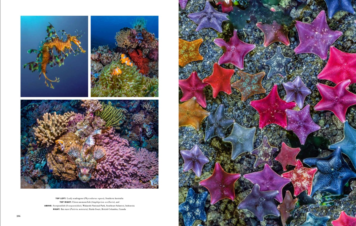 Art Wolfe's Wild Lives 