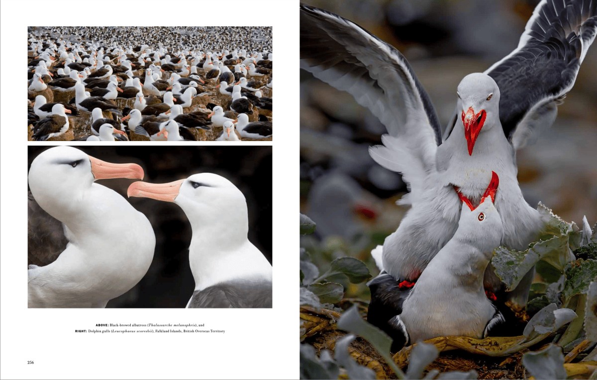 Art Wolfe's Wild Lives 