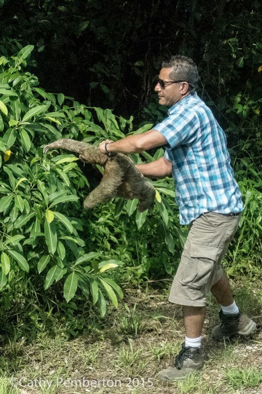 The bus driver carries a sloth off the road to safety.
