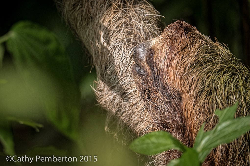 Sloth in a tree.