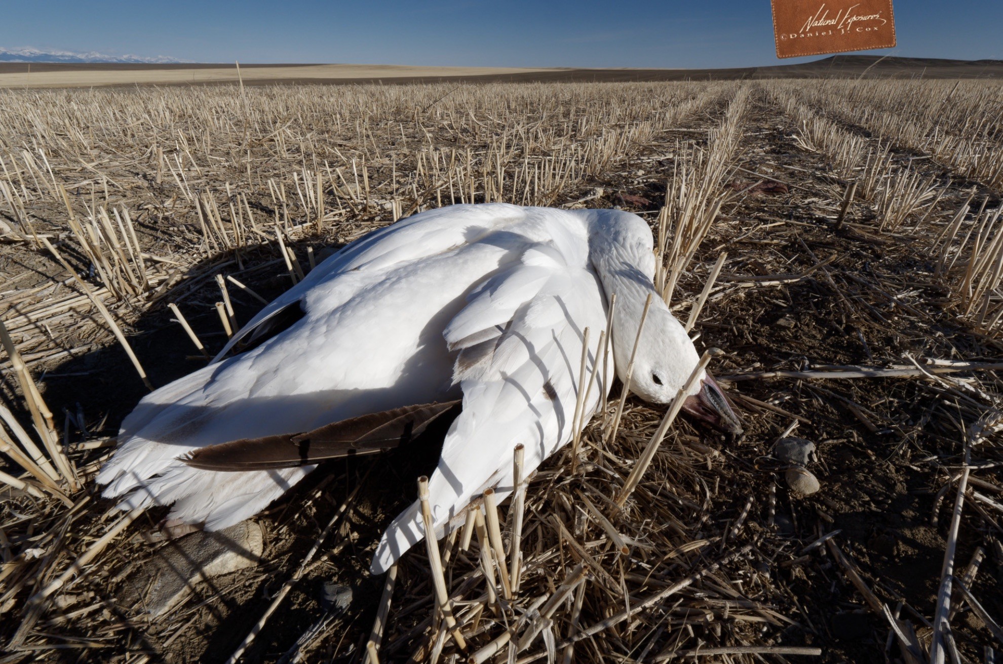 Death of a single snow goose