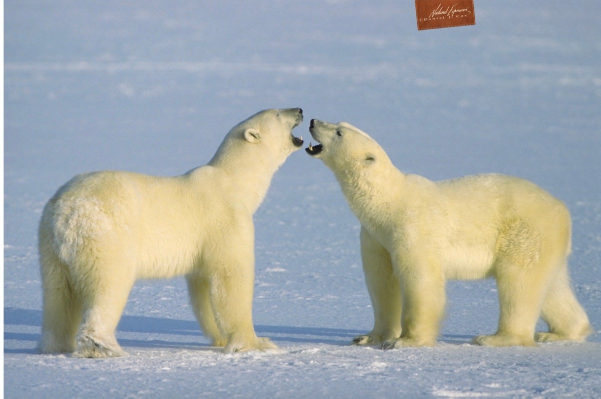 How to photograph polar bears from a thunder buggy. white furry animals
