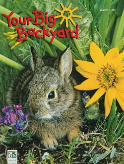 1997 March Your Big Backyard