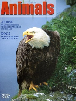 2002 Winter Animals