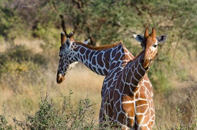 Mike Cromwell, 2012 Kenya Photography Tour, photograph 2
