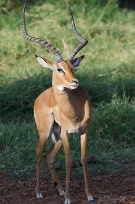 Mike Cromwell, 2012 Kenya Photography Tour, photograph 4