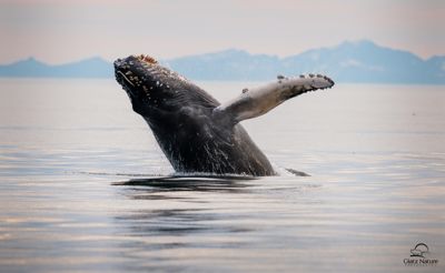 David and Shiela Glatz, 2014 Alaska Whale-Watching Photo Expedition I, photograph 1
