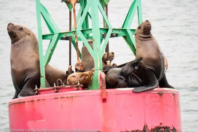 Christine Crosby, 2014 Alaska Whale-Watching Photo Expedition II, photograph 2