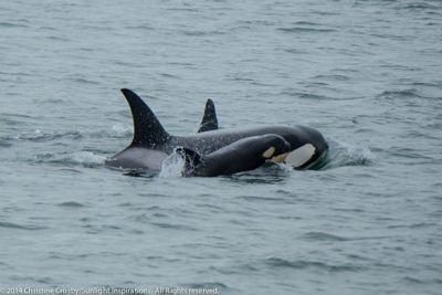 Christine Crosby, 2014 Alaska Whale-Watching Photo Expedition II, photograph 3