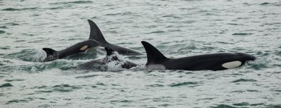 Christine Crosby, 2014 Alaska Whale-Watching Photo Expedition II, photograph 4