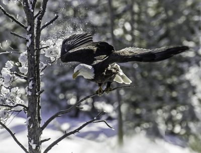 Jerry Corsi, 2014 Winter in Yellowstone Photography Tour III, photograph 1