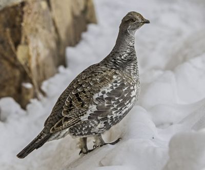 Jerry Corsi, 2014 Winter in Yellowstone Photography Tour III, photograph 2