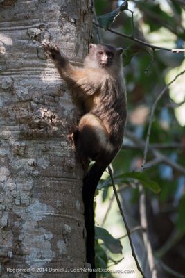 Daniel J. Cox, 2014 Brazil Pantanal Jaguar Wildlife Photo Expedition, photograph 2