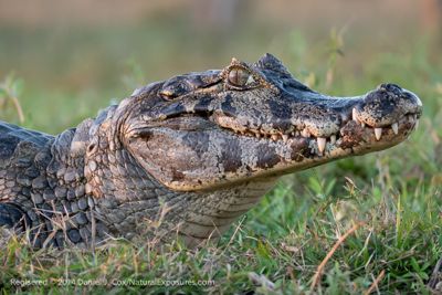 Daniel J. Cox, 2014 Brazil Pantanal Jaguar Wildlife Photo Expedition, photograph 4