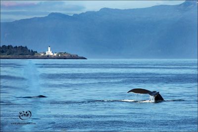 Lois Settlemeyer, 2014 Alaska Whale-Watching Photo Expedition I, photograph 1