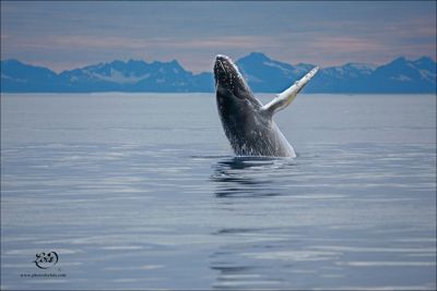 Lois Settlemeyer, 2014 Alaska Whale-Watching Photo Expedition I, photograph 2