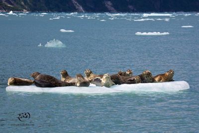 Lois Settlemeyer, 2014 Alaska Whale-Watching Photo Expedition I, photograph 3