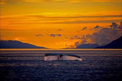 Lois Settlemeyer, 2014 Alaska Whale-Watching Photo Expedition I, photograph 4