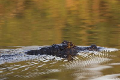 Lisa Miller, 2014 Brazil Pantanal Jaguar Wildlife Photo Expedition, photograph 1