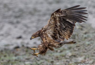 Dennis R. Skogsbergh, 2014 Alaska Whale-Watching Photo Expedition I, photograph 1