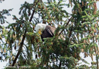 Dennis R. Skogsbergh, 2014 Alaska Whale-Watching Photo Expedition I, photograph 2