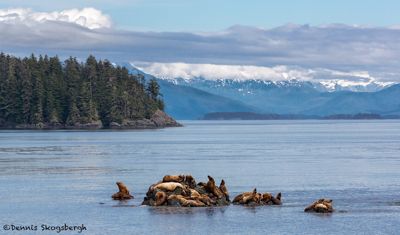 Dennis R. Skogsbergh, 2014 Alaska Whale-Watching Photo Expedition I, photograph 3