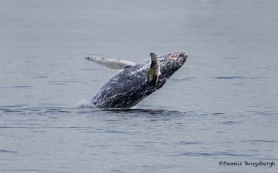 Dennis R. Skogsbergh, 2014 Alaska Whale-Watching Photo Expedition I, photograph 4