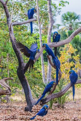 Jane S. Norris, 2013 Maned Wolf, Hyacinth Macaw, Bearded Capuchin Monkey Photo Tour, photograph 2