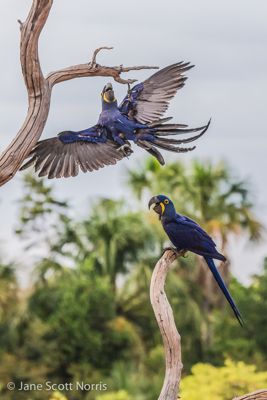 Jane S. Norris, 2013 Maned Wolf, Hyacinth Macaw, Bearded Capuchin Monkey Photo Tour, photograph 3