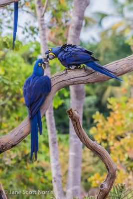 Jane S. Norris, 2013 Maned Wolf, Hyacinth Macaw, Bearded Capuchin Monkey Photo Tour, photograph 4