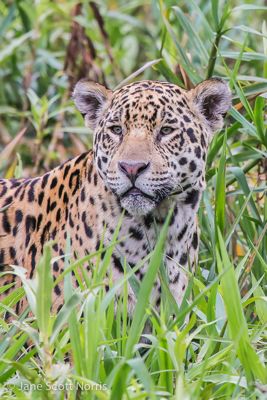 Jane S. Norris, 2013 Brazil Pantanal Jaguar Wildlife Expedition, photograph 2