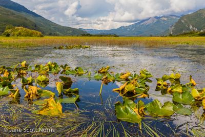 Jane S. Norris, 2014 Alaska Brown Bear Photography Tour, photograph 2