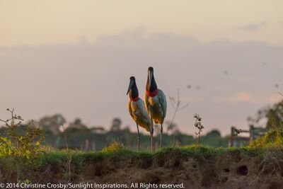 Christine Crosby, 2014 Brazil Pantanal Jaguar Wildlife Photo Expedition, photograph 3