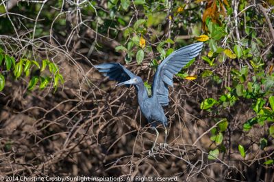 Christine Crosby, 2014 Brazil Pantanal Jaguar Wildlife Photo Expedition, photograph 4