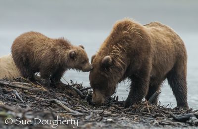Sue Dougherty, 2014 Alaska Brown Bear Photography Tour, photograph 1