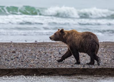 Sue Dougherty, 2014 Alaska Brown Bear Photography Tour, photograph 2