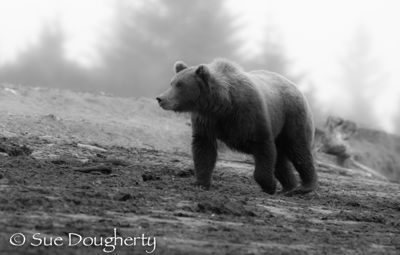 Sue Dougherty, 2014 Alaska Brown Bear Photography Tour, photograph 3