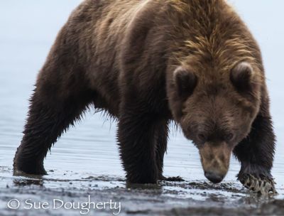 Sue Dougherty, 2014 Alaska Brown Bear Photography Tour, photograph 4