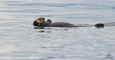 David and Shiela Glatz, 2014 Alaska Whale-Watching Photo Expedition I, photograph 2