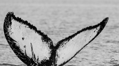 David and Shiela Glatz, 2014 Alaska Whale-Watching Photo Expedition I, photograph 3