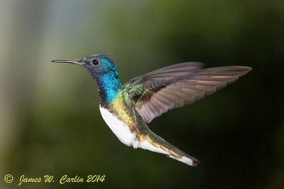 James Carlin, 2014 Costa Rica Photography Tour, photograph 1