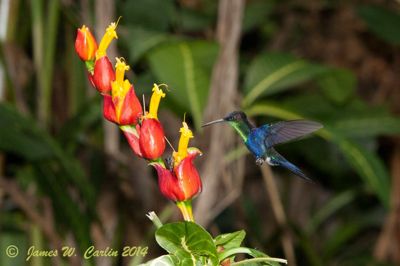 James Carlin, 2014 Costa Rica Photography Tour, photograph 2