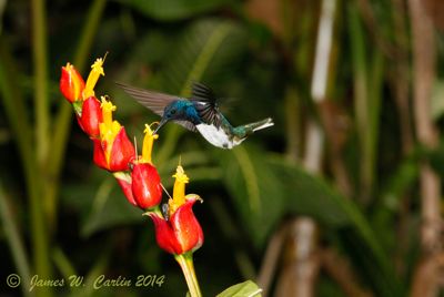 James Carlin, 2014 Costa Rica Photography Tour, photograph 3