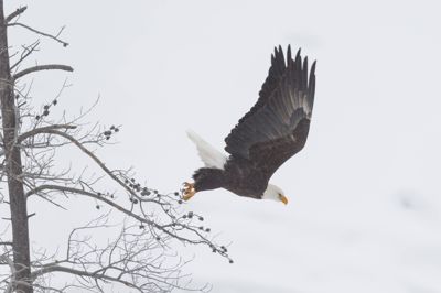 David and Shiela Glatz, 2014 Winter in Yellowstone Photography Tour I, photograph 1