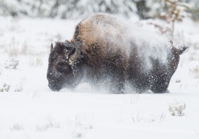 David and Shiela Glatz, 2014 Winter in Yellowstone Photography Tour I, photograph 2