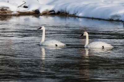 David and Shiela Glatz, 2014 Winter in Yellowstone Photography Tour I, photograph 3