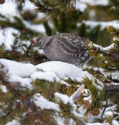 David and Shiela Glatz, 2014 Winter in Yellowstone Photography Tour I, photograph 4
