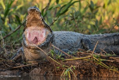 Judith Leclerc, 2014 Brazil Pantanal Jaguar Wildlife Photo Expedition, photograph 2