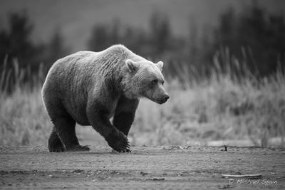 Michael Spain, 2014 Alaska Brown Bear Photography Tour, photograph 2