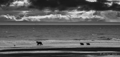 Michael Spain, 2014 Alaska Brown Bear Photography Tour, photograph 4